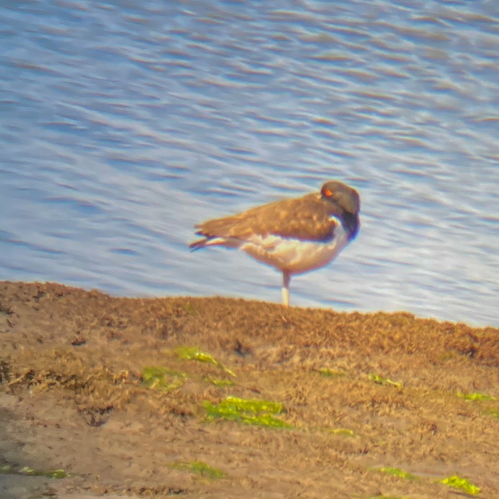 American Oystercatcher - ML434781511