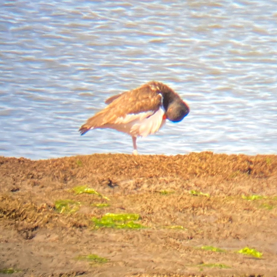American Oystercatcher - ML434781521