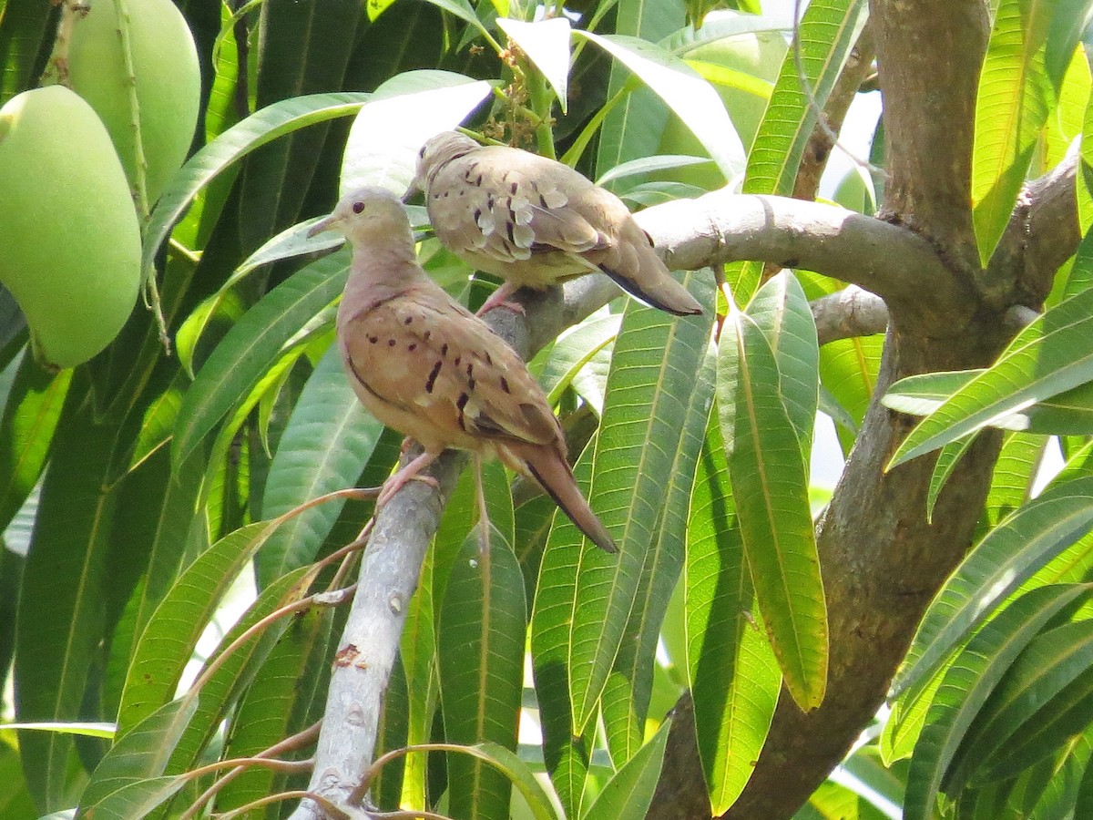 Ruddy Ground Dove - ML434781781