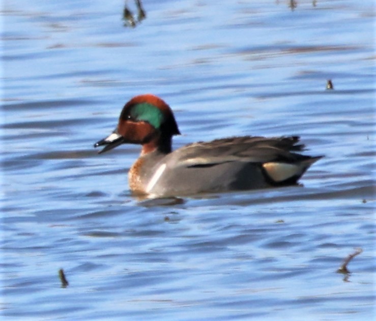 Green-winged Teal - ML434782681