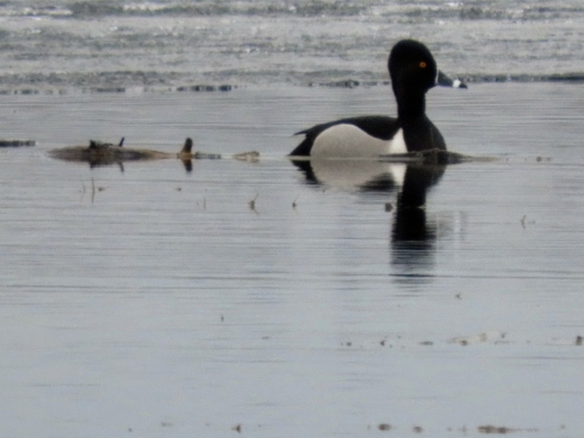 Ring-necked Duck - ML434782781