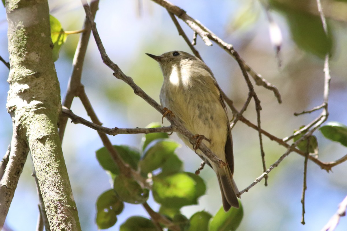 Ruby-crowned Kinglet - Robert McNab