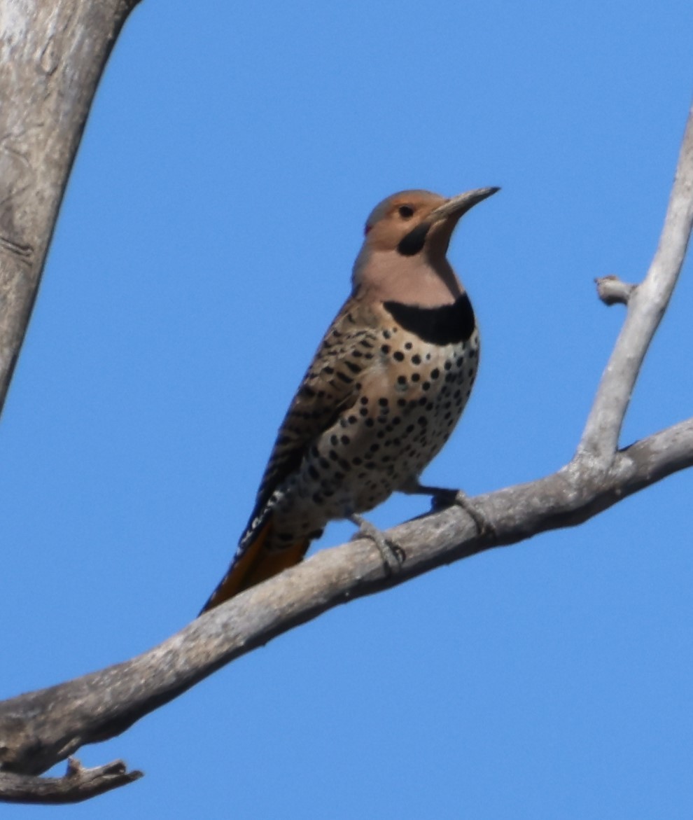 Northern Flicker - ML434783721