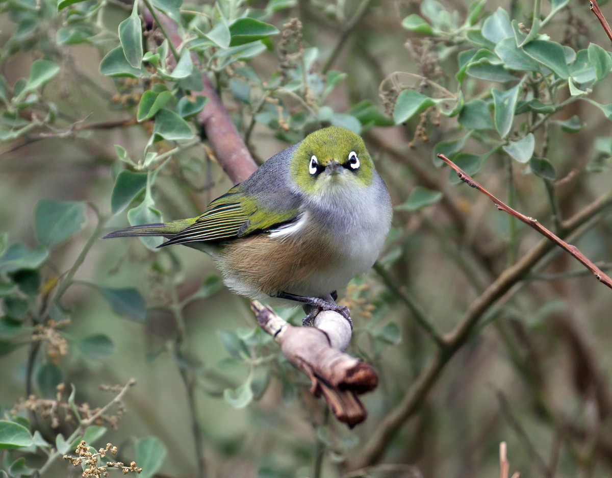 Silvereye - ML434784841