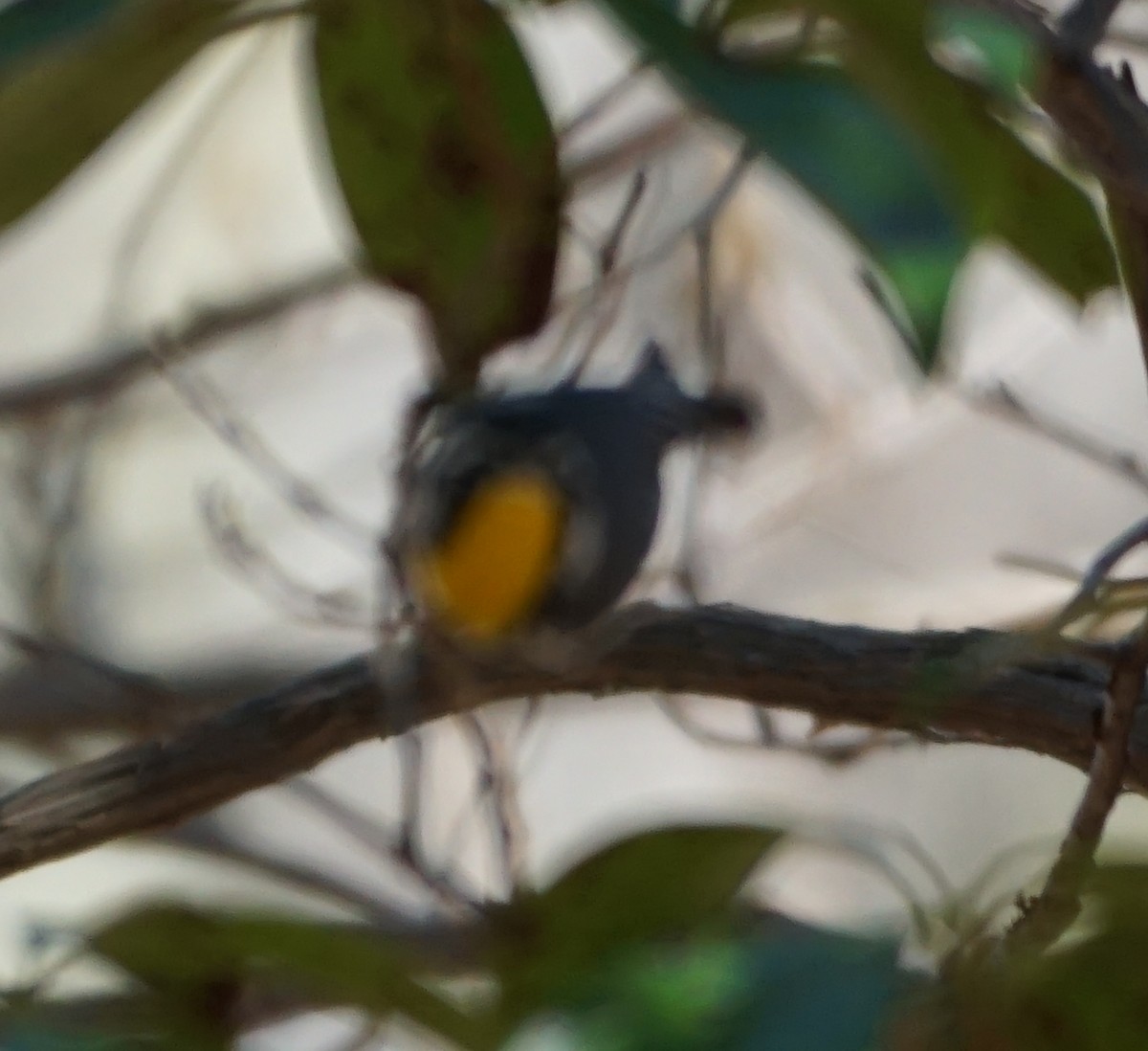 Yellow-throated Warbler - ML434785041