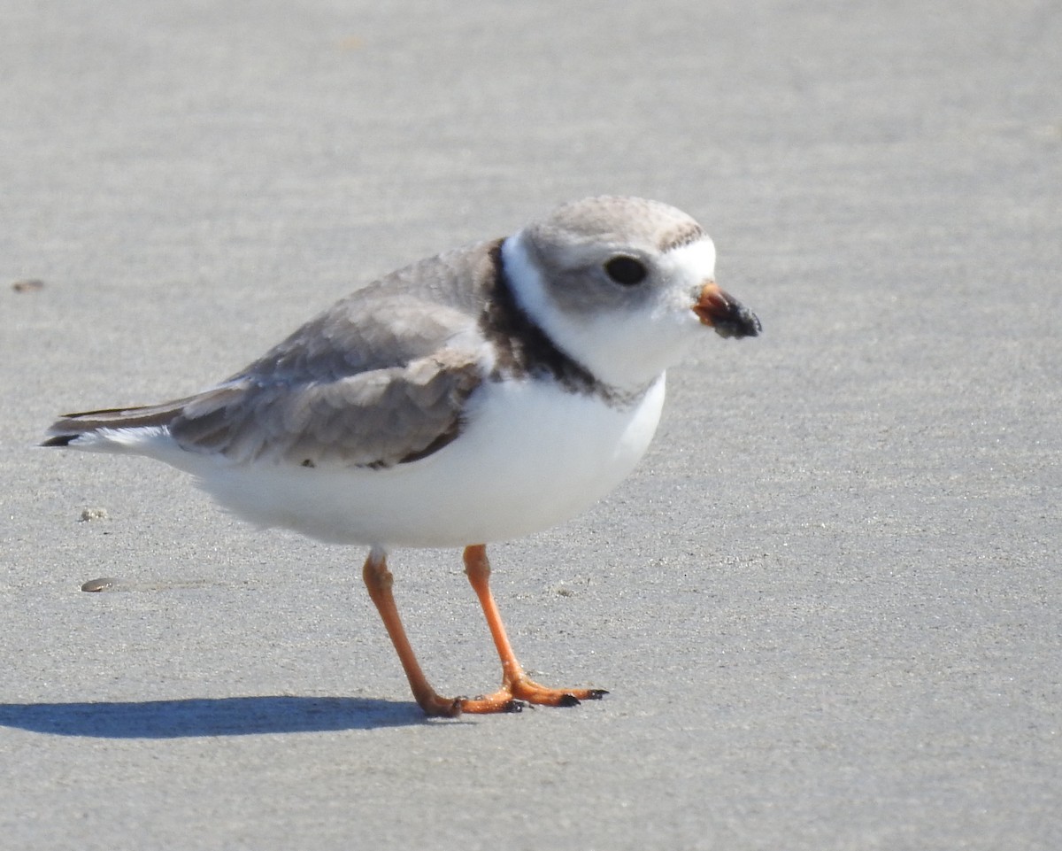 Piping Plover - ML434786531
