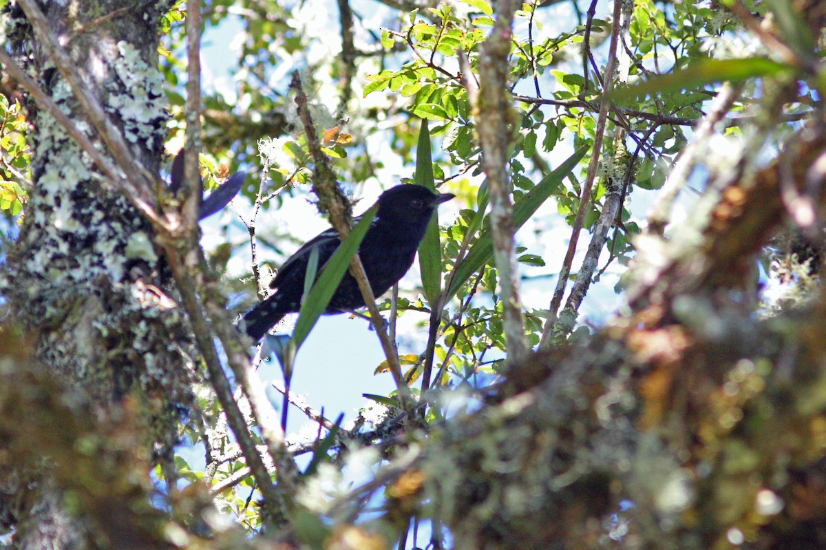 Variable Antshrike - ML43478821