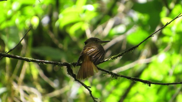 Tropical Royal Flycatcher - ML434788671