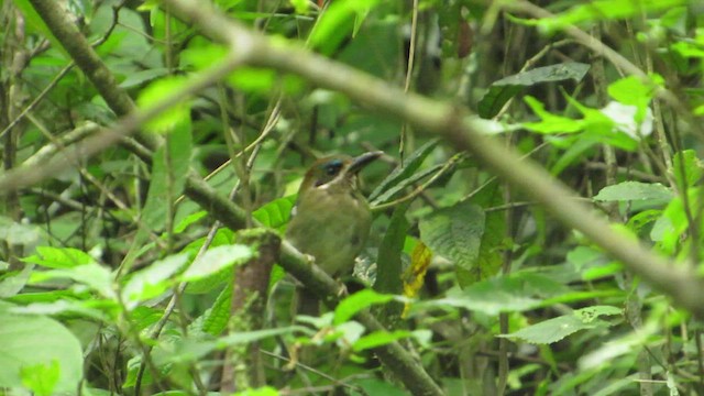 Tody Motmot - ML434789891