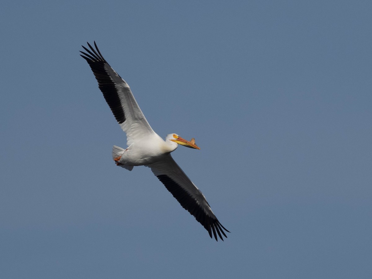 American White Pelican - ML434792721