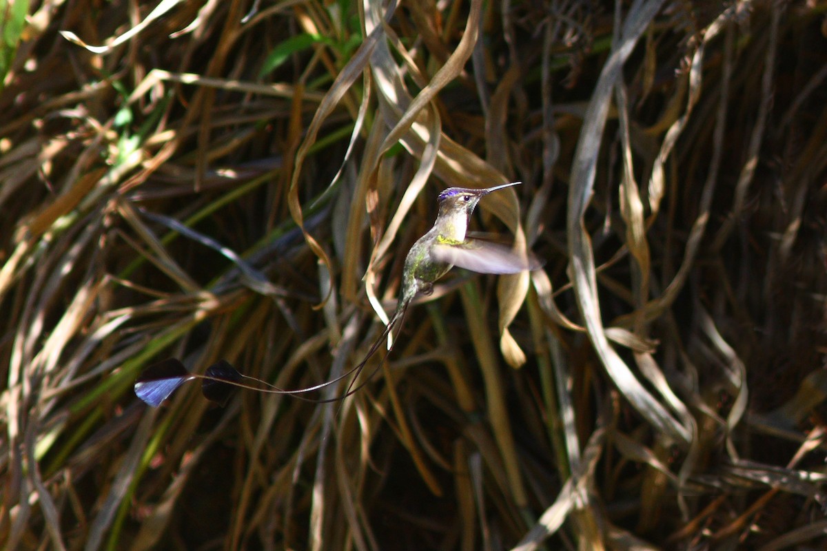 kolibřík podivuhodný - ML43479321