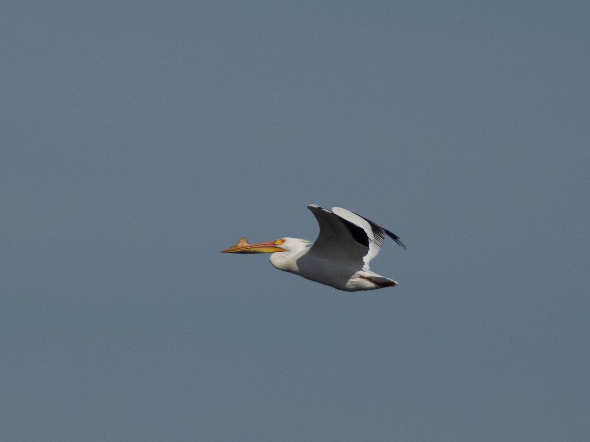 American White Pelican - ML434793391