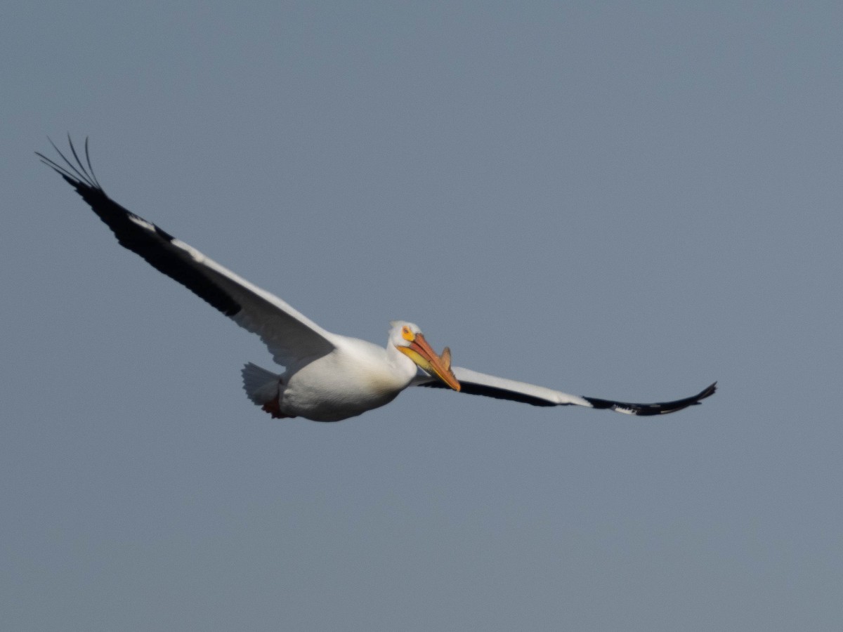 American White Pelican - ML434793461