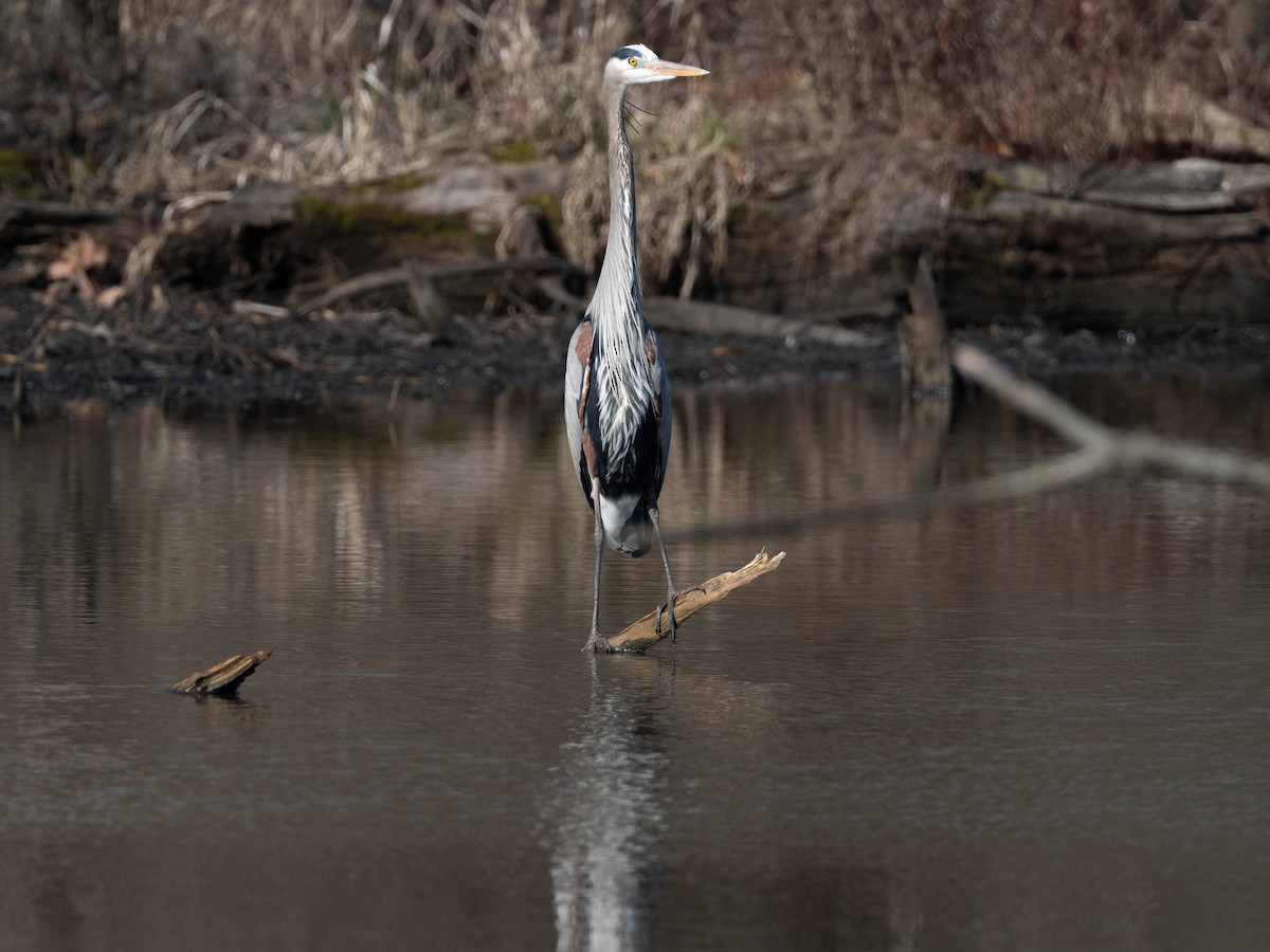 Great Blue Heron - Len Sander