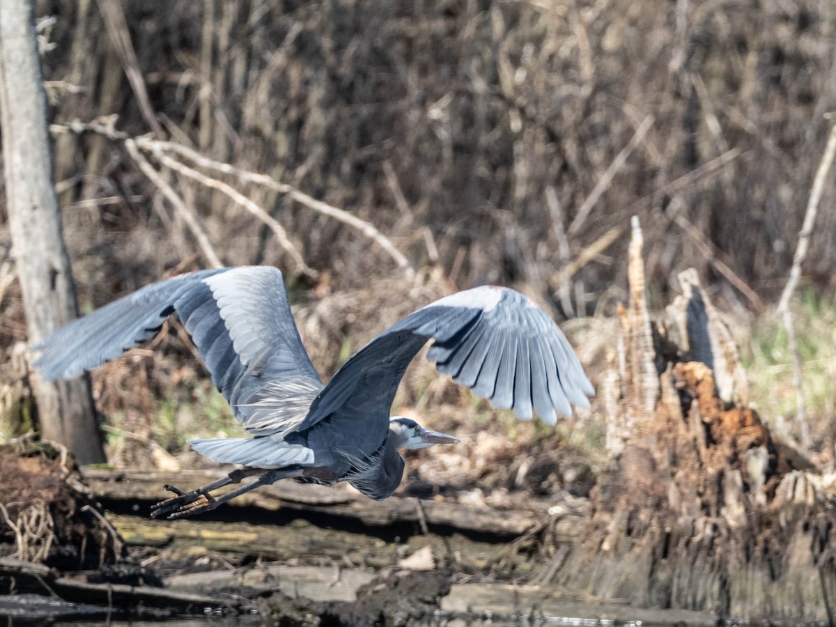 Great Blue Heron - Len Sander