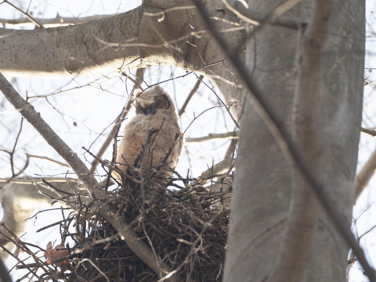 Great Horned Owl - ML434794041