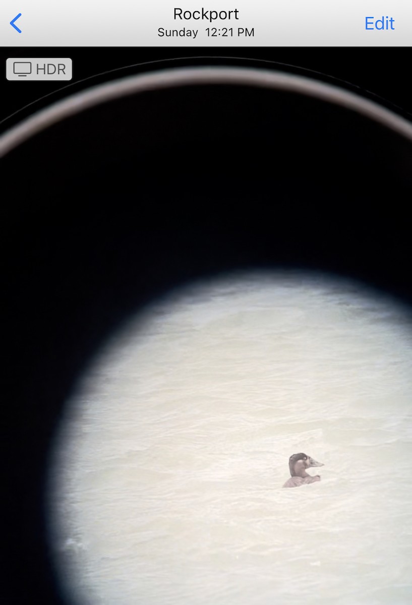 Surf Scoter - ML434794871