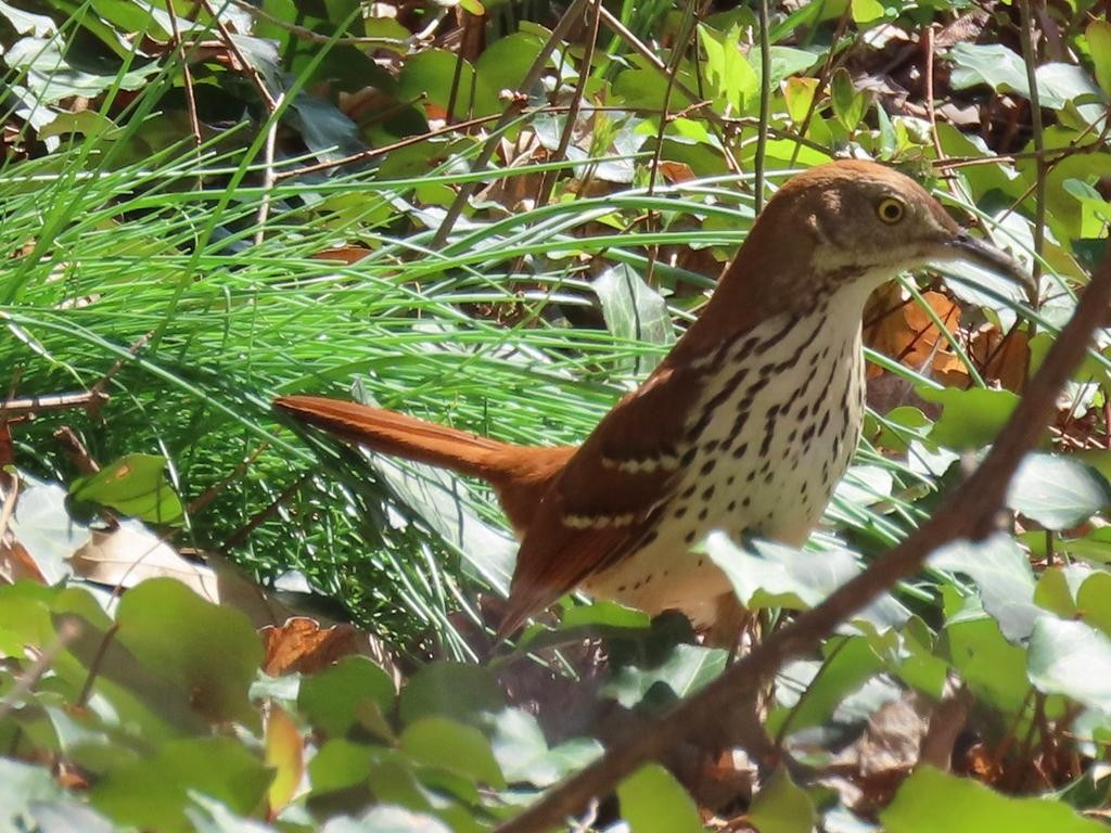 Brown Thrasher - ML434795081