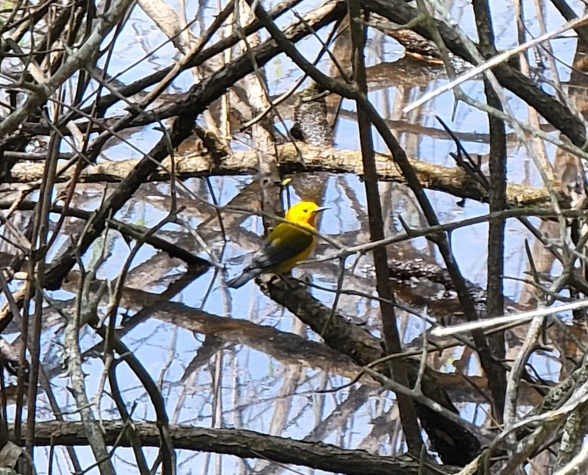 Prothonotary Warbler - ML434799651