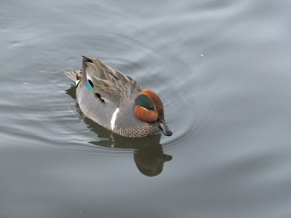 Green-winged Teal (American) - ML43480111