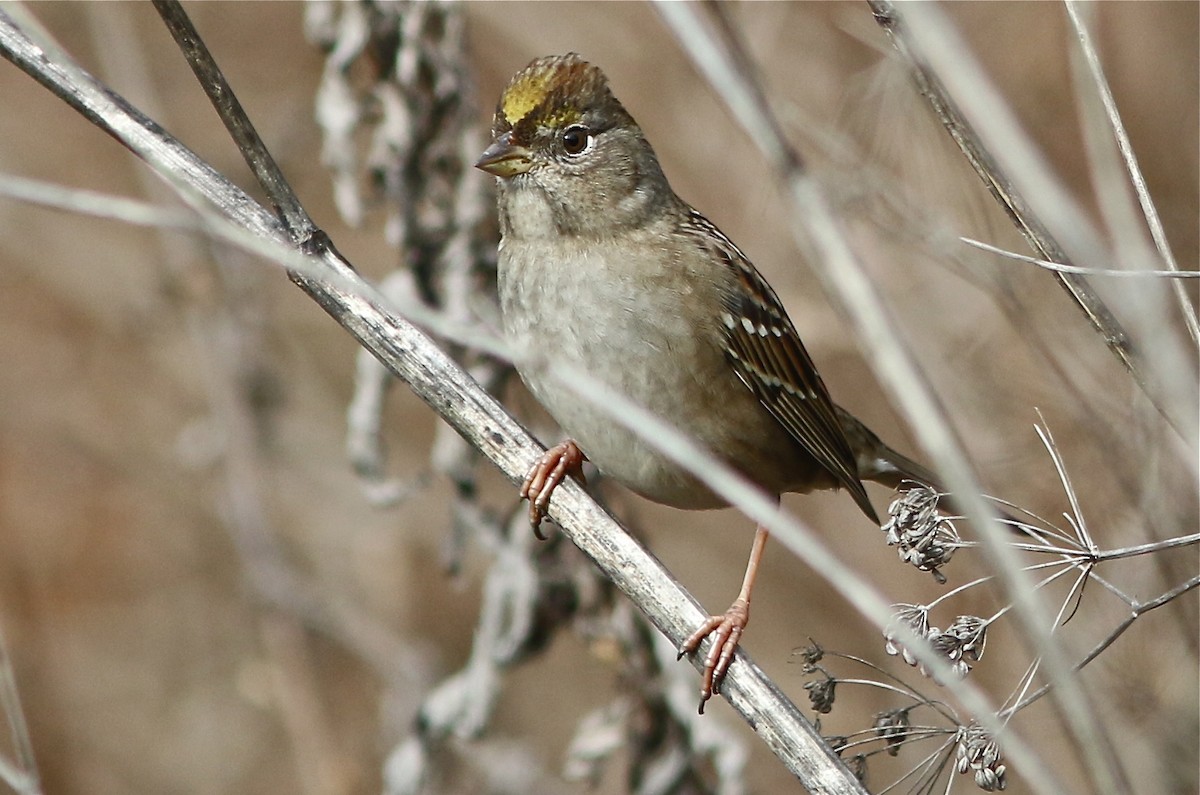 Golden-crowned Sparrow - Don Roberson