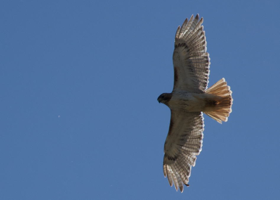 Rotschwanzbussard - ML434804551