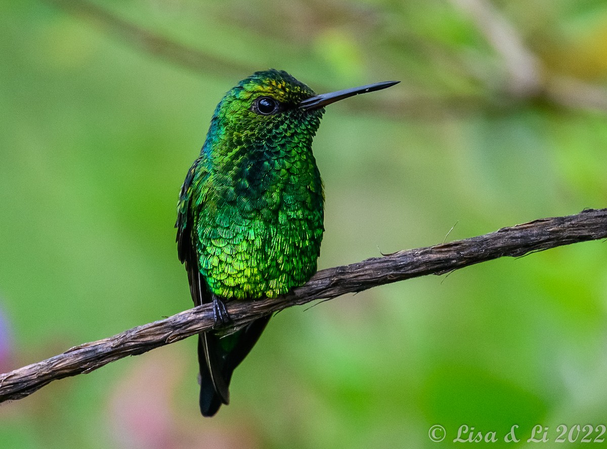 Red-billed Emerald - ML434804801