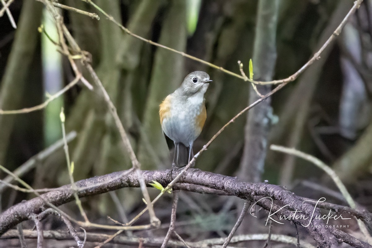 Red-flanked Bluetail - ML434804841