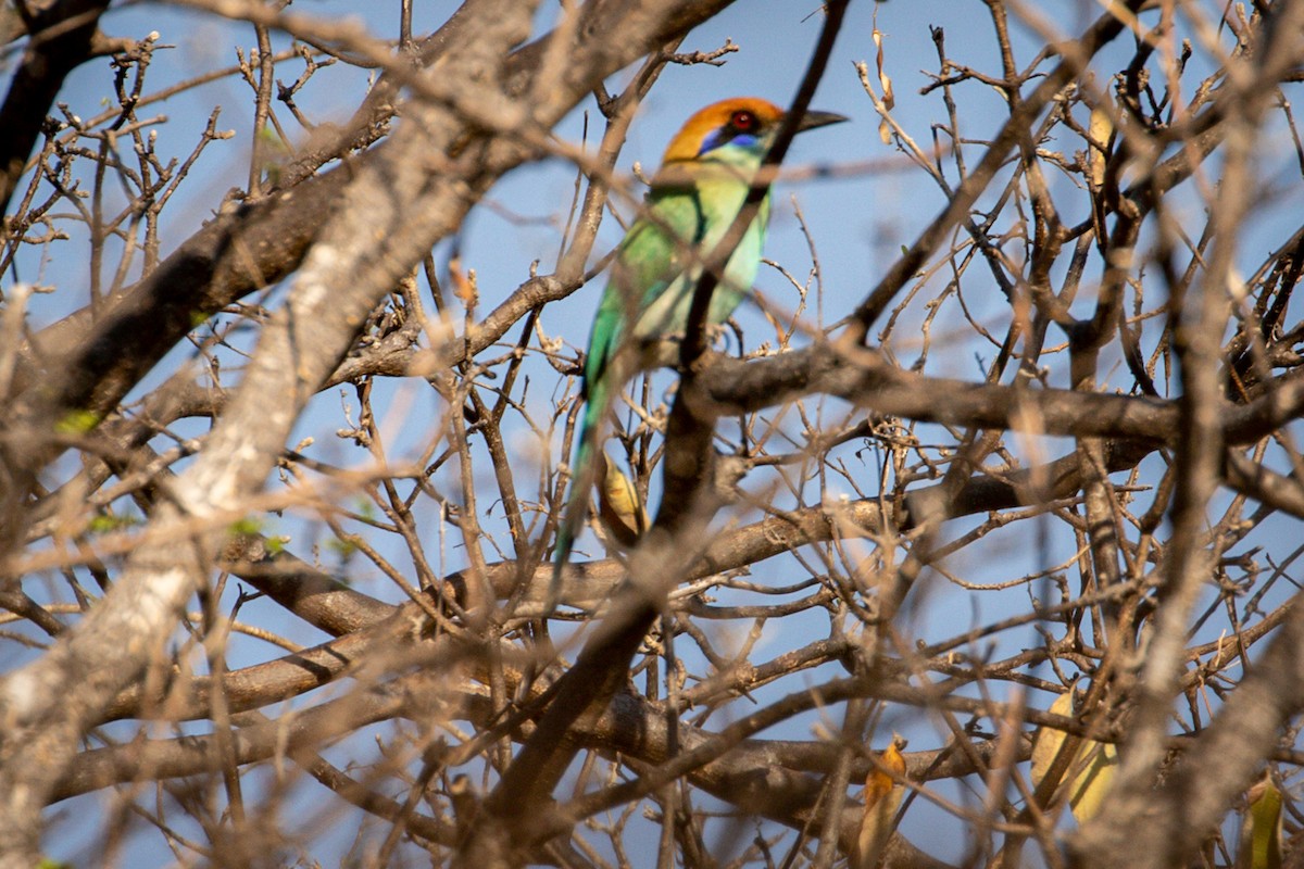 Russet-crowned Motmot - ML434804871