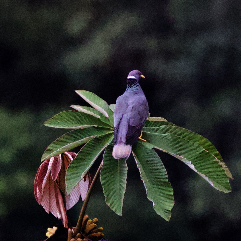 Band-tailed Pigeon - ML434805021