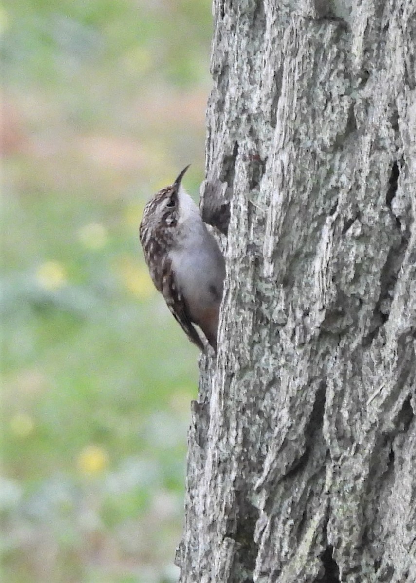 Brown Creeper - ML434805281