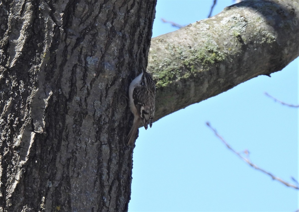 Brown Creeper - ML434805291