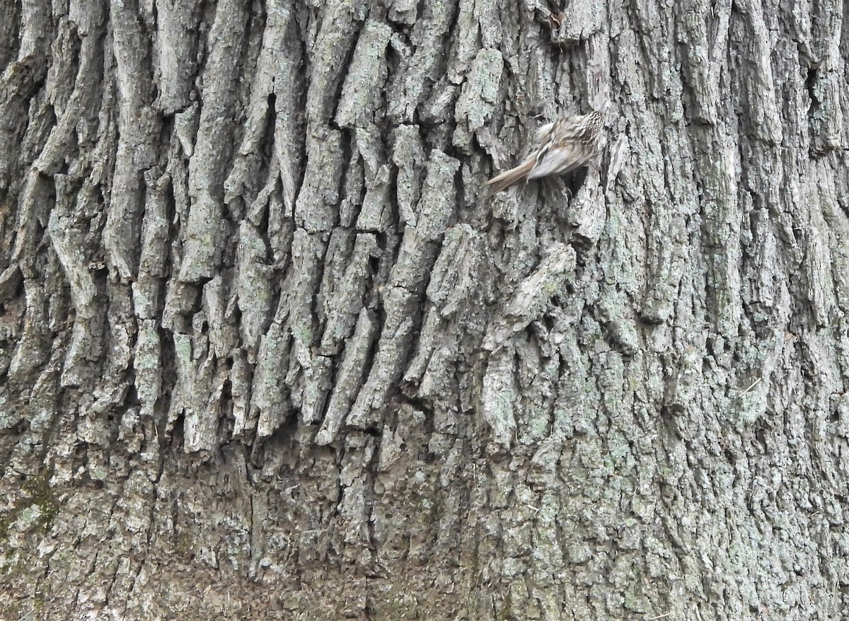 Brown Creeper - ML434805301