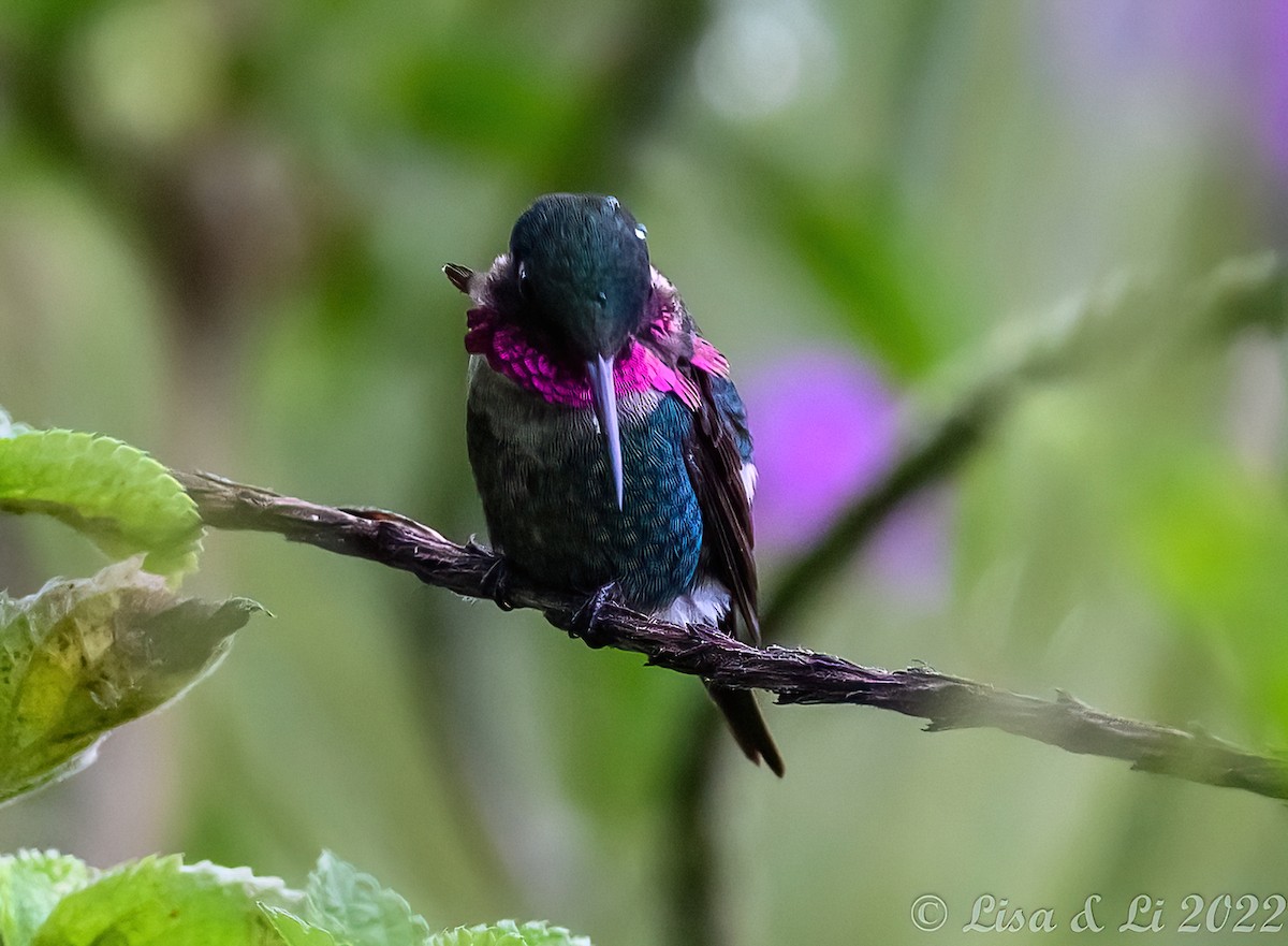 Colibrí de Heliodoro - ML434805461