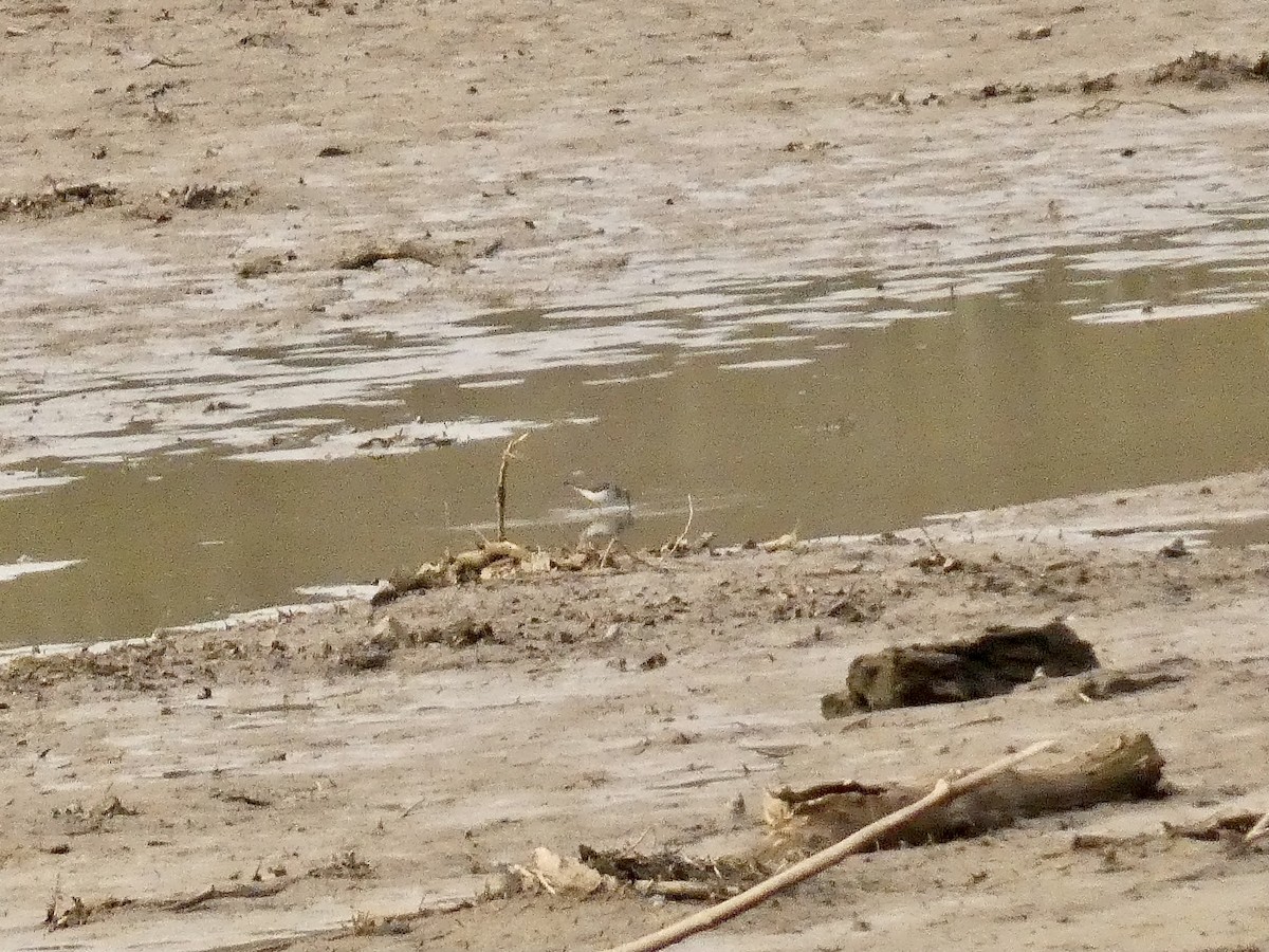 eremittsnipe - ML434806971