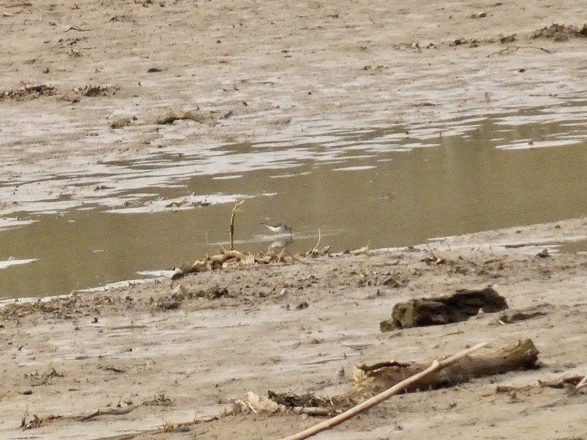 Solitary Sandpiper - ML434806971