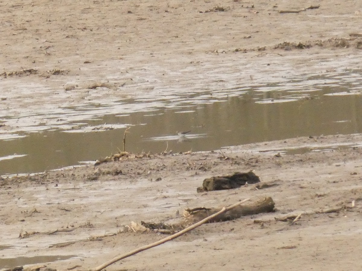 eremittsnipe - ML434807001