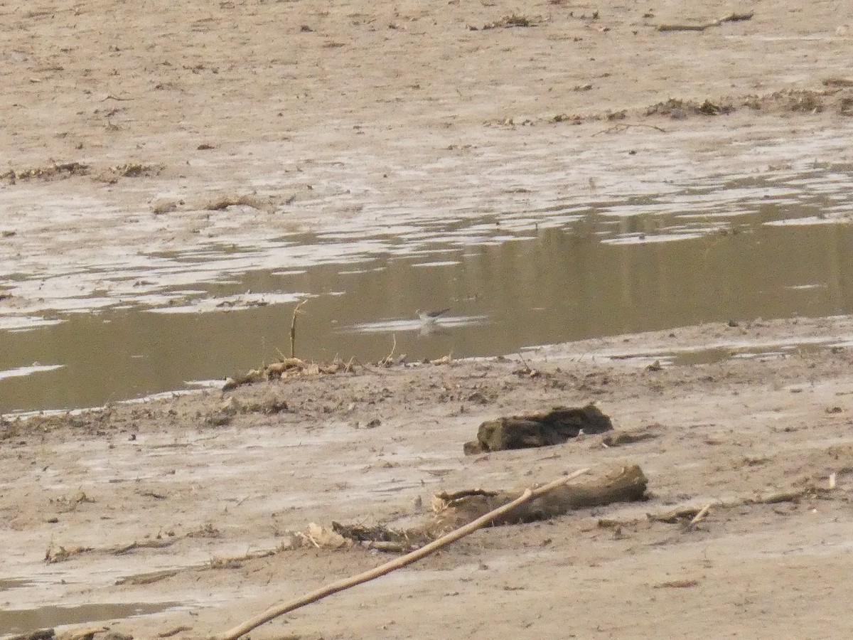 Solitary Sandpiper - ML434807001