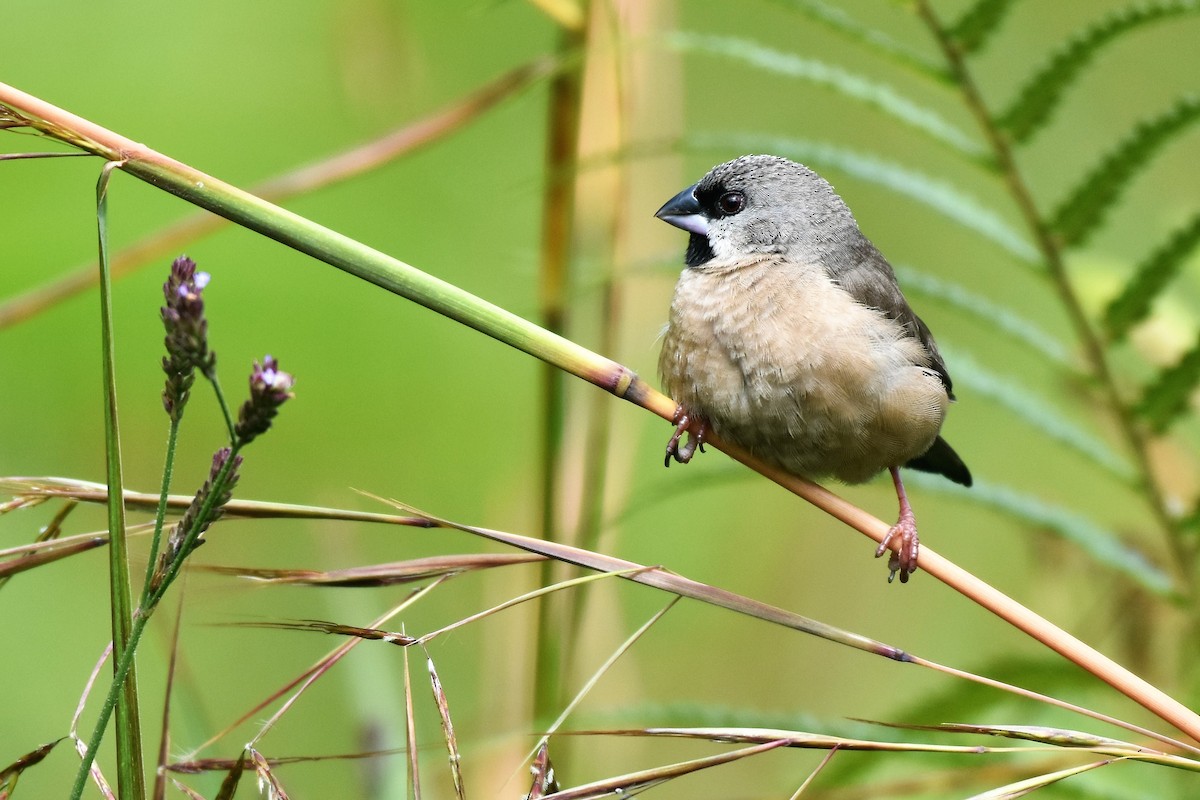 Madagascar Munia - Fabien Quétier