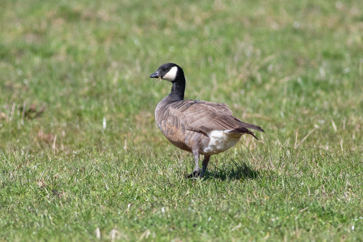 Cackling Goose (minima) - ML434807071