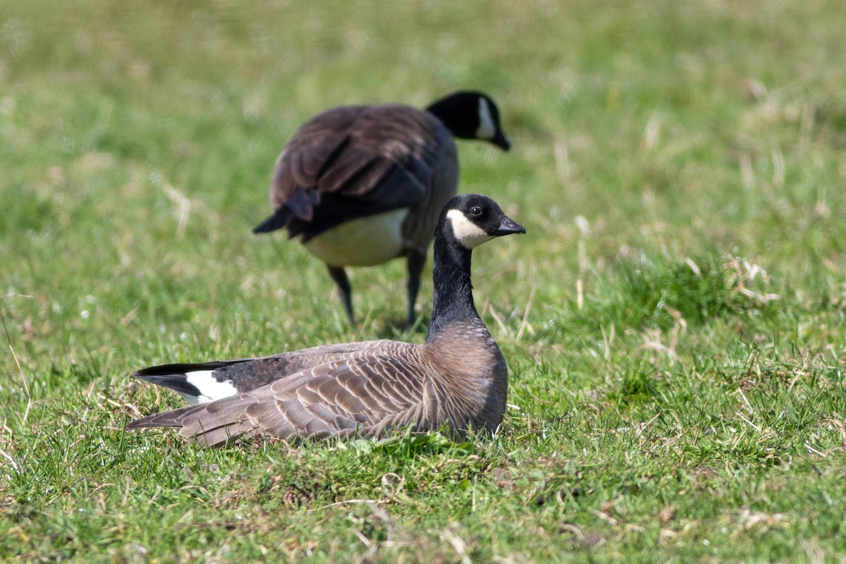 Cackling Goose (minima) - Rob Fowler