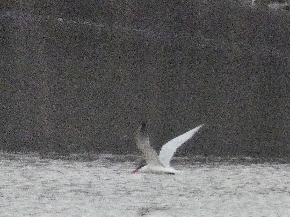 Caspian Tern - ML434807101