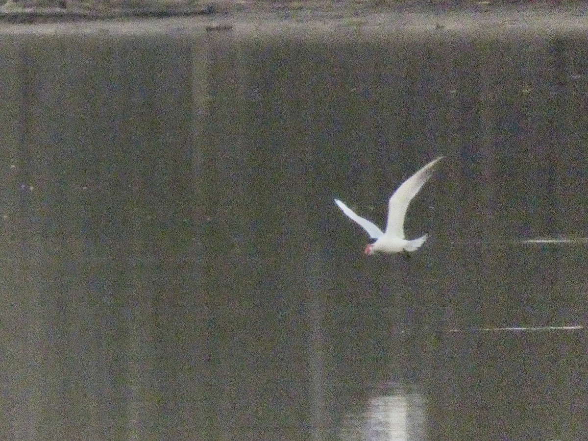 Caspian Tern - ML434807131