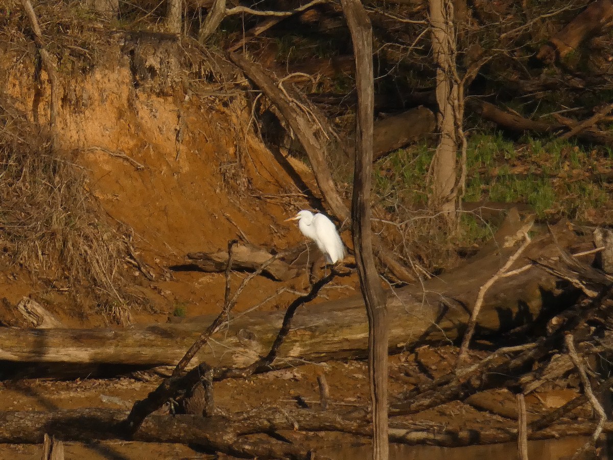 Great Egret - ML434807181