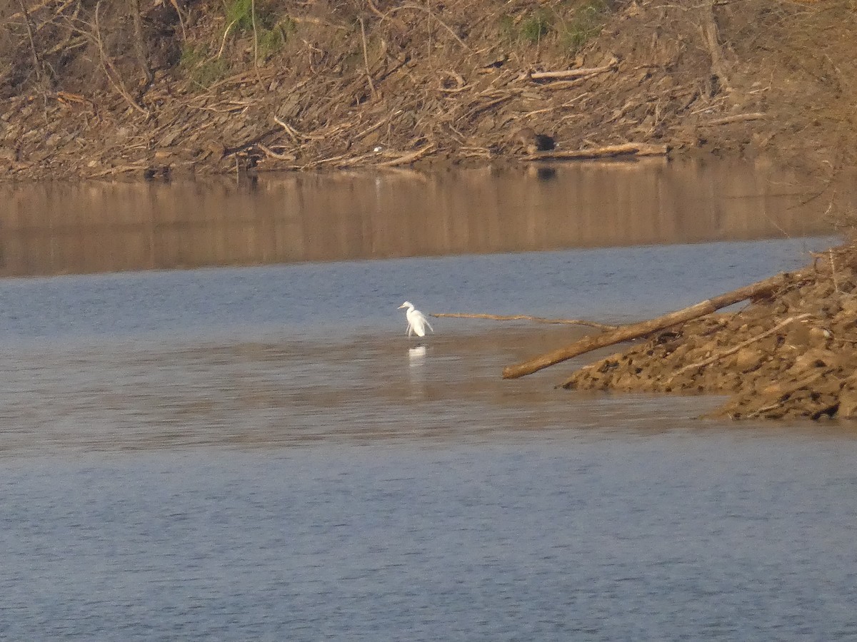 Great Egret - ML434807191