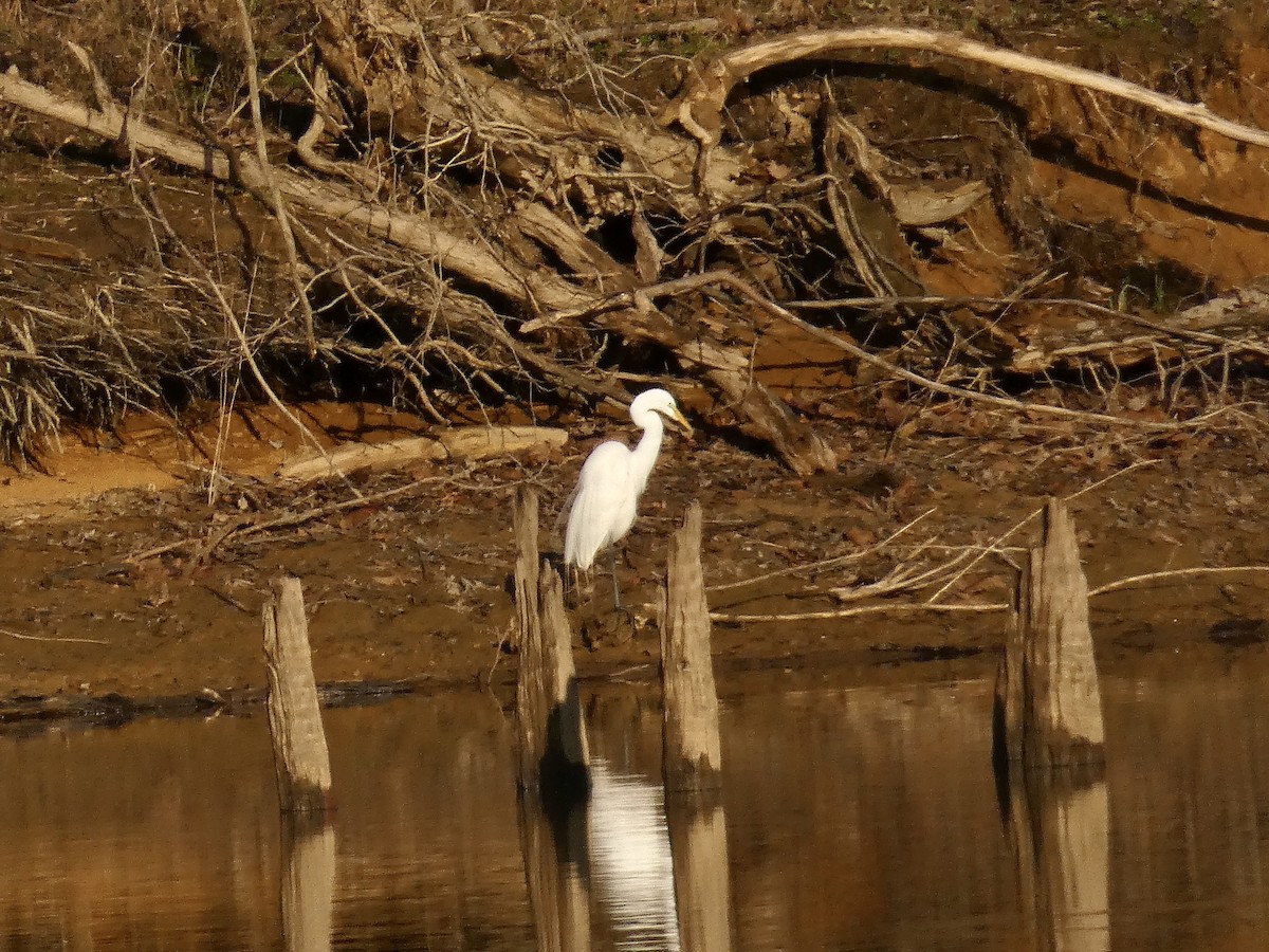 Great Egret - ML434807201