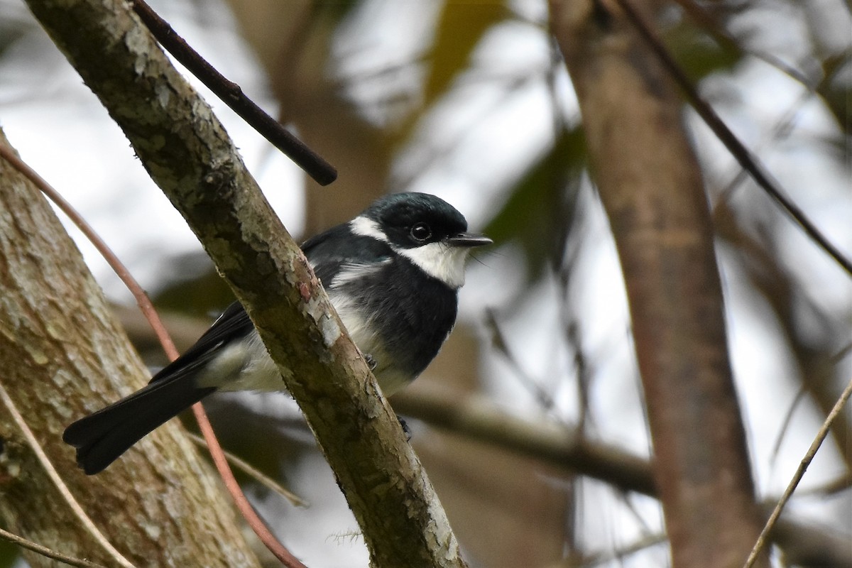 Ward's Flycatcher - ML43480741