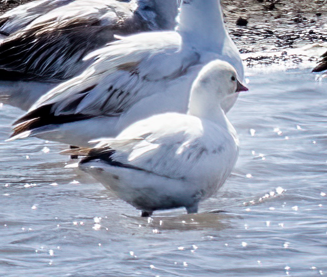 Ross's Goose - ML434808041