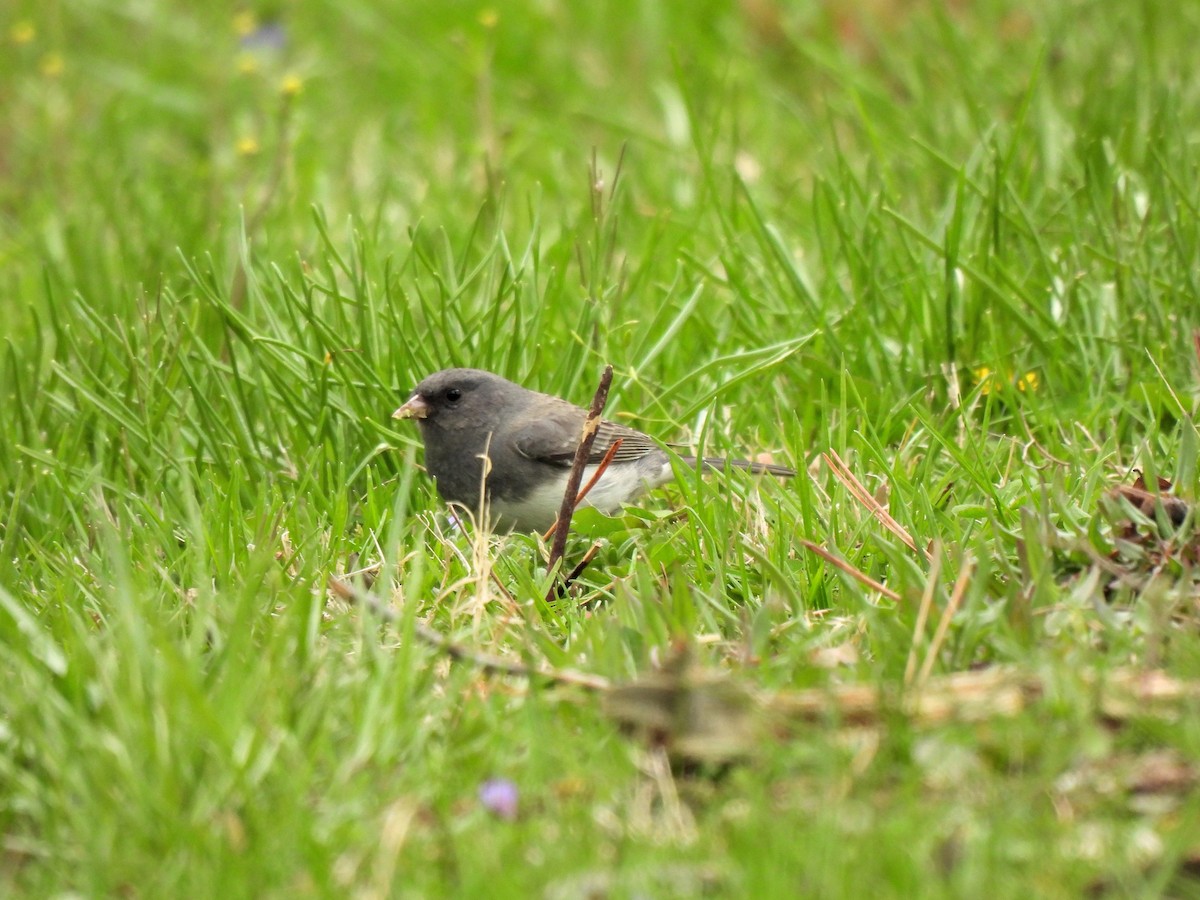 Dark-eyed Junco - Daniel King