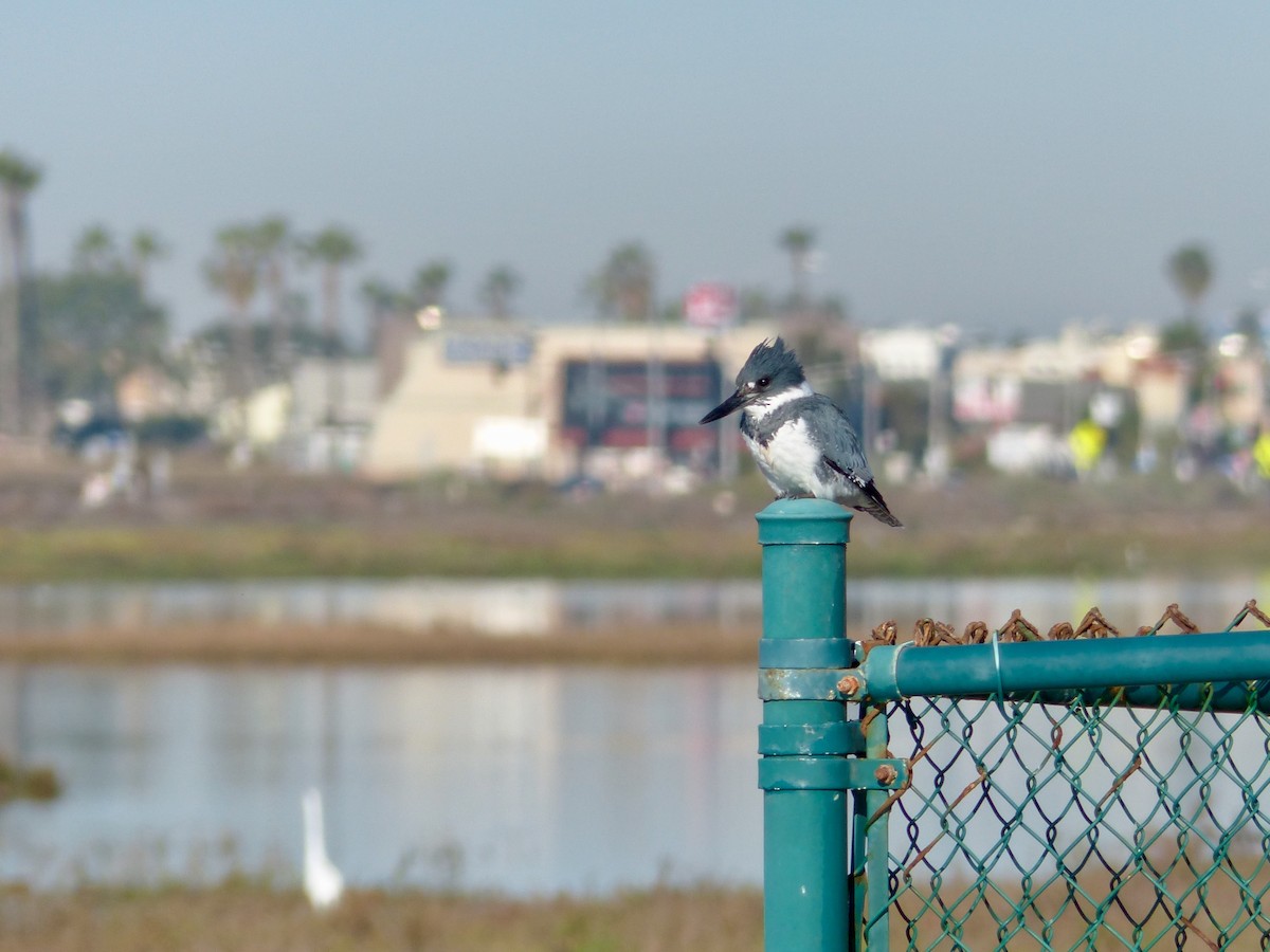 Belted Kingfisher - Jerome Gaw